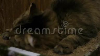 一只毛茸茸的猫非常高兴地在薄荷里的纸板上<strong>摩擦</strong>，喜欢。 3840x2160，4K
